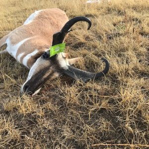 Pronghorn Hunt