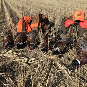 Pheasant Hunting