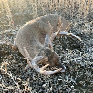 Whitetail Deer Hunt