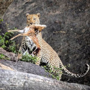 Leopard South Africa