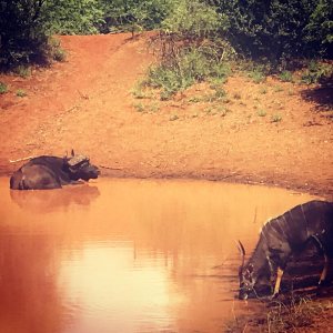 Buffalo South Africa