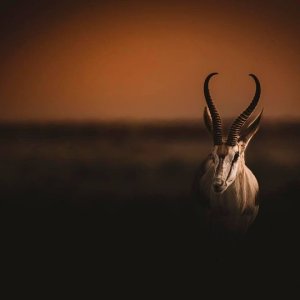 Namibian Springbok