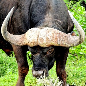 Buffalo Limpopo South Africa