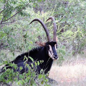 Sable Limpopo South Africa