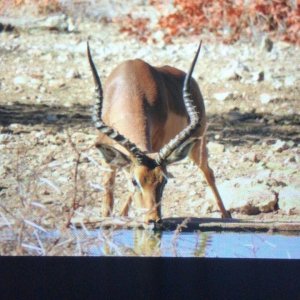 Impala Limpopo South Africa