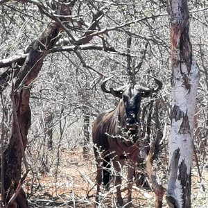 Blue Wildebeest Limpopo South Africa