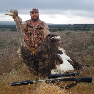 Ostrich Hunting Eastern Cape South Africa