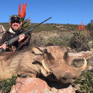 Warthog Hunting Eastern Cape South Africa