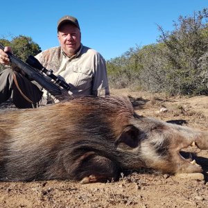 Bushpig Hunting Eastern Cape South Africa