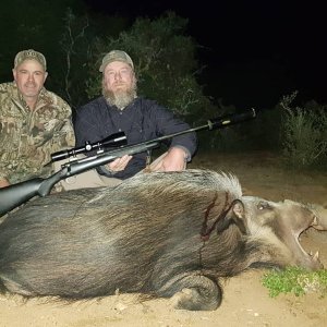 Bushpig Hunting Eastern Cape South Africa