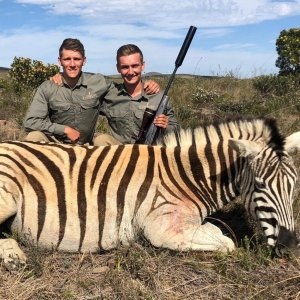 Zebra Hunting Eastern Cape South Africa