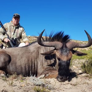 Blue Wildebeest Hunting Eastern Cape South Africa