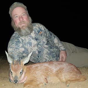 Cape Grysbok Hunting Eastern Cape South Africa