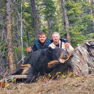 Black Bear Hunt Alaska