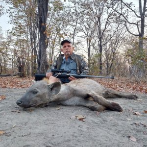 Hunting Hyena Zambia