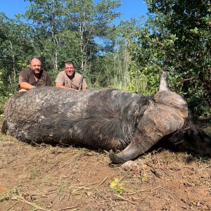 Buffalo Hunting Namibia