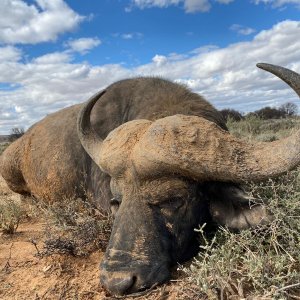 Buffalo Hunt South Africa