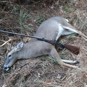 Whitetail Deer Hunt