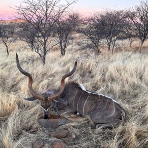 Kudu Hunting Namibia