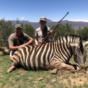 Zebra Hunting Karoo South Africa