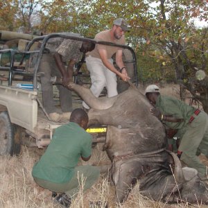 Loading Buffalo