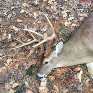 Whitetail Deer Hunting