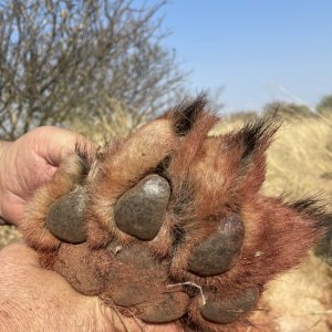 Lion Paw