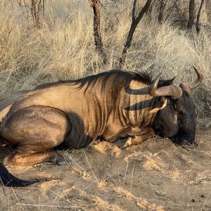 Blue Wildebeest Hunting