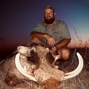 Warthog Hunting Limpopo Valley South Africa