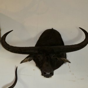 Water Buffalo Shoulder Mount Taxidermy