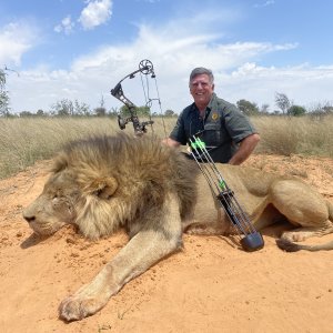 Lion Bowhunt Kalahari South Africa