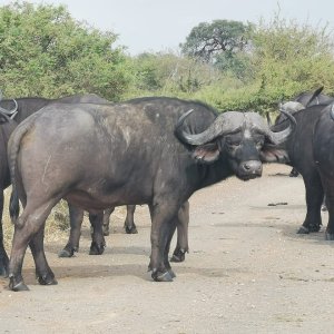 Buffalo Limpopo South Africa