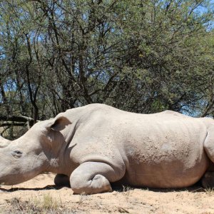 White Rhino Hunting South Africa