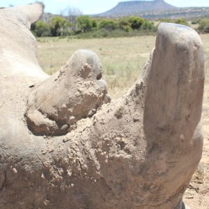 White Rhino Horns South Africa