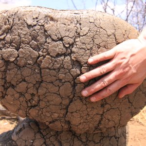 Elephant Foot Namibia