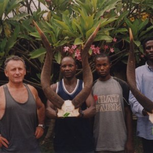 Bongos 36 Inch & 33 Inch Central African Republic C.A.R.