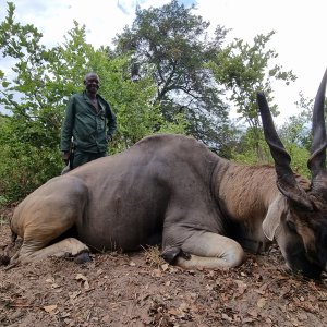 Eland Hunting Namibia