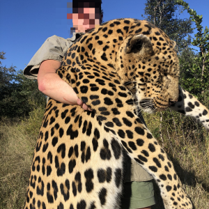 Leopard Hunting Namibia