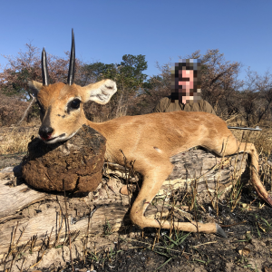 Steenbok Hunting Namibia