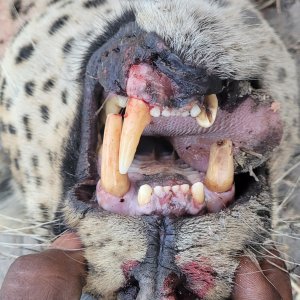 Leopard Teeth Tanzania