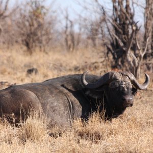 Buffalo Makuya Game Park Greater Kruger South Africa