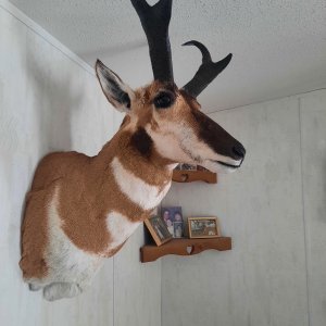 Proghorn Shoulder Mount Taxidermy