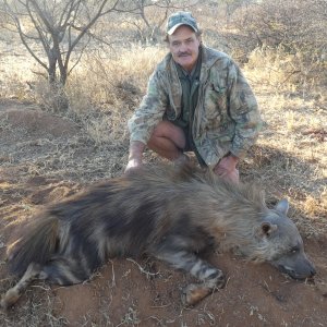 Brown Hyena Hunt