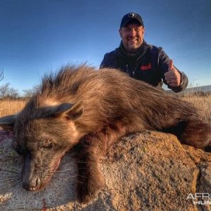 Brown Hyena Hunting