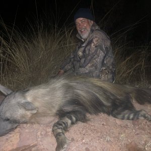 Brown Hyena Hunting Limpopo South Africa