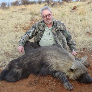 Brown Hyena Northern Cape South Africa