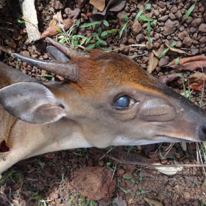 Bow Hunting Weyn's Duiker Central African Republic C.A.R.