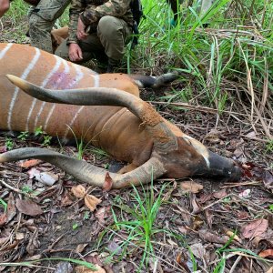 36 Inch Bongo Hunt Central African Republic