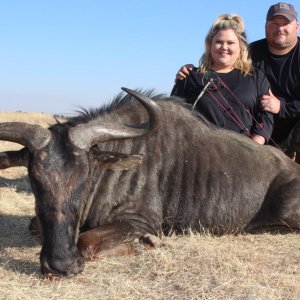 Bow Hunting Blue Wildebeest South Africa