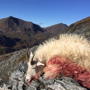 Kodiak Mountain Goat Hunt